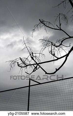 Stock Photo - high fence and bare tree branches with dark sky. Fotosearch