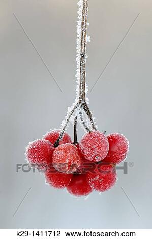 Highbush cranberry Viburnum trilobum berries with frost View Large Photo Image Stock Image - Highbush cranberry Viburnum trilobum berries with frost. Fotosearch