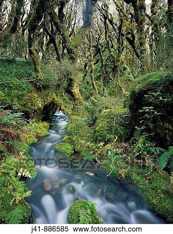 Highland beech forest near Lake Mackenzie Routeburn Track New Zealand View Large Photo Image Stock Photography - Highland beech forest near Lake Mackenzie Routeburn Track New Zealand. Fotosearch