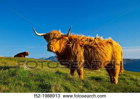 Highland cow. Geodh? an Fharaidh. Southwest Lewis island. Outer Hebrides. Scotland, UK. View Large Photo Image Stock Image - Highland cow. Geodh? an Fharaidh. Southwest Lewis island. Outer Hebrides. Scotland, UK.. Fotosearch