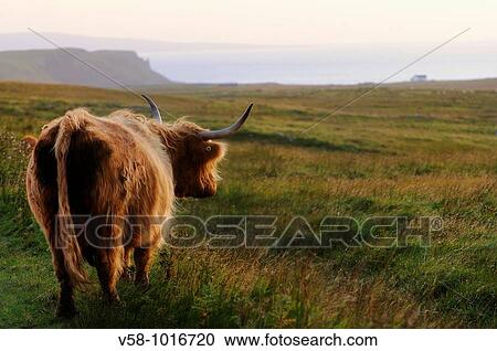 Highland cow. Trotternish peninsula. Isle of Skye. Scotland. Great Britain. View Large Photo Image Stock Image - Highland cow. Trotternish peninsula. Isle of Skye. Scotland. Great Britain.. Fotosearch