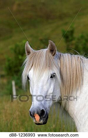 Stock Image - Highland Pony Equus ferus caballus.. Fotosearch
