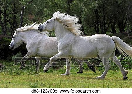Highland Pony Equus ferus caballus. View Large Photo Image Stock Photography - Highland Pony Equus ferus caballus.. Fotosearch