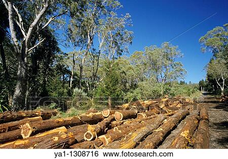 Highland tamarins (Acacia heterophylla), endemic trees, Bebour forest, La Reunion island (France), Indian Ocean. View Large Photo Image Stock Photograph - Highland tamarins (Acacia heterophylla), endemic trees, Bebour forest, La Reunion island (France), Indian Ocean.. Fotosearch