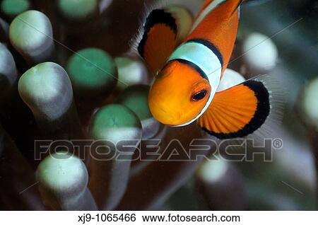 Highlights of Amphirion ocellaris, clown fish and anemone. Photographed in the sea of Malaysia View Large Photo Image Stock Photograph - Highlights of Amphirion ocellaris, clown fish and anemone. Photographed in the sea of Malaysia. Fotosearch