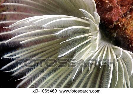 Highlights of Polychaeta sabellidae photographed in the sea of Malaysia View Large Photo Image Stock Photo - Highlights of Polychaeta sabellidae photographed in the sea of Malaysia. Fotosearch
