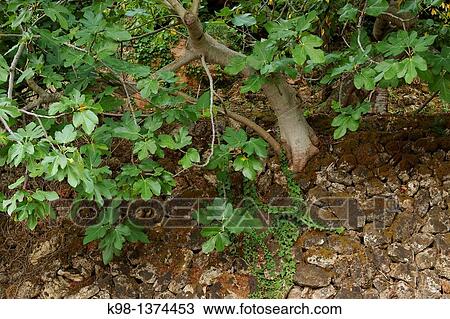 Stock Image - Higuera on a bench, Deia, Mallorca Tramuntana, Illes Balears Spain. Fotosearch
