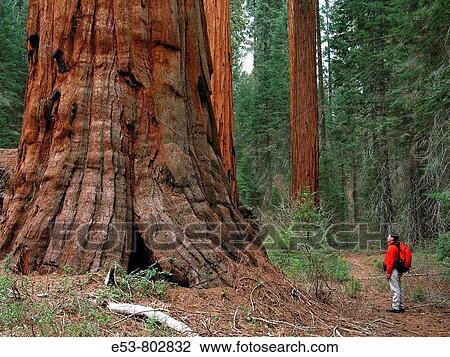 Hiker, 40s, looking at giant sequoia, Redwood Canyon Trail, Kings Canyon National Park, California, USA View Large Photo Image Stock Image - Hiker, 40s, looking at giant sequoia, Redwood Canyon Trail, Kings Canyon National Park, California, USA. Fotosearch