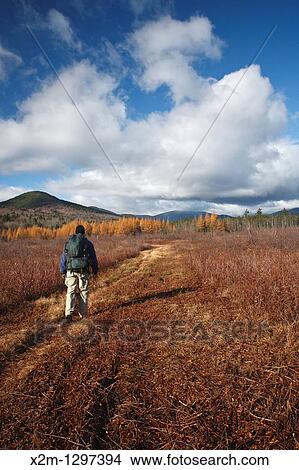 Picture - Hiker along the Down Oliverian Brook Ski Trail This trail follows the old Swift River Railroad bed, which was an logging railroad in operation from 1906 - 1916. Fotosearch