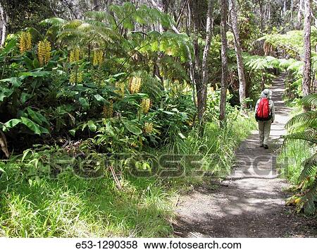 Hiker, ferns, Kahili ginger invasive species, Kilauea Iki Trail, Hawaii Volcanoes National Park, Hawaii, USA View Large Photo Image Stock Photo - Hiker, ferns, Kahili ginger invasive species, Kilauea Iki Trail, Hawaii Volcanoes National Park, Hawaii, USA. Fotosearch