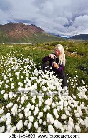 Hiker in a large stand of Arctic cotton Eriophorum callitrix in Denali National Park, Alaska, USA MORE INFO Arctic cotton cottongrass, cottonsedge is an Arctic plant in the Cyperaceae family This plant is food for migrating snow geese and caribou View Large Photo Image Stock Image - Hiker in a large stand of Arctic cotton Eriophorum callitrix in Denali National Park, Alaska, USA MORE INFO Arctic cotton cottongrass, cottonsedge is an Arctic plant in the Cyperaceae family This plant is food for migrating snow geese and caribou. Fotosearch