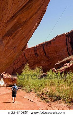 Hiker in Coyote Creek. Grand Staircase-Escalante NM. Utah. USA View Large Photo Image Stock Image - Hiker in Coyote Creek. Grand Staircase-Escalante NM. Utah. USA. Fotosearch