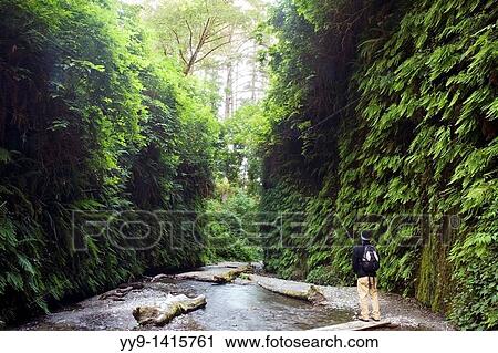 Hiker in Fern Canyon - Prairie Creek Redwoods State Park / Redwood National Park - near Crescent City, California View Large Photo Image Stock Image - Hiker in Fern Canyon - Prairie Creek Redwoods State Park / Redwood National Park - near Crescent City, California. Fotosearch