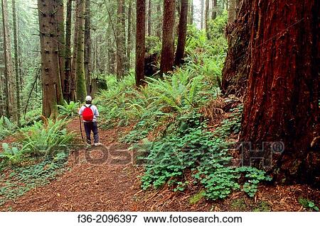 Hiker in redwood forest, Redwood Park, Arcata, Humboldt County, California. View Large Photo Image Stock Photo - Hiker in redwood forest, Redwood Park, Arcata, Humboldt County, California.. Fotosearch