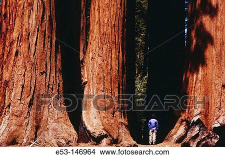 Picture - Hiker looking at Big Trees (Sequoiadendron giganteum). Parker Grove. Sequoia National Park. California. USA. Fotosearch