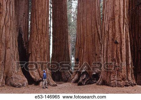Hiker looking at Big Trees (Sequoiadendron giganteum). Parker Grove. Sequoia National Park. California. USA View Large Photo Image Stock Photography - Hiker looking at Big Trees (Sequoiadendron giganteum). Parker Grove. Sequoia National Park. California. USA. Fotosearch