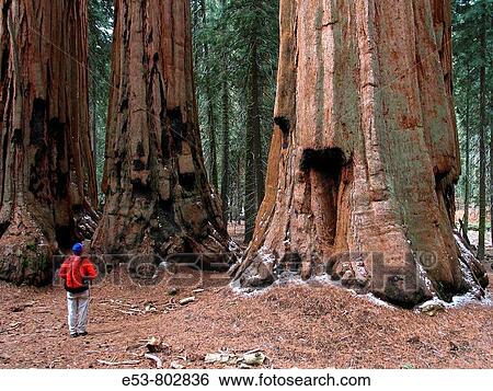 Hiker looking at? The House? group of giant sequoias, Congress Trail, Giant Forest area of Sequoia National Park, California, USA View Large Photo Image Stock Photograph - Hiker looking at? The House? group of giant sequoias, Congress Trail, Giant Forest area of Sequoia National Park, California, USA. Fotosearch