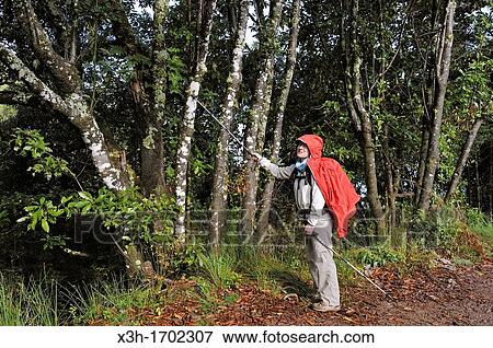 hiker on an ancient path used by villagers to cross the island from North to South, on the heights of Santana, Madeira island, Atlantic Ocean, Portugal View Large Photo Image Stock Photo - hiker on an ancient path used by villagers to cross the island from North to South, on the heights of Santana, Madeira island, Atlantic Ocean, Portugal. Fotosearch