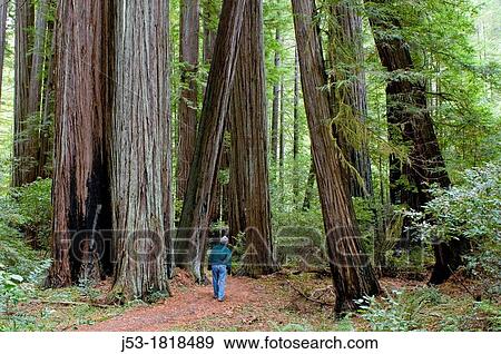 Hiker on Bull Creek Trail North through old growth coast redwood forest, Rockefeller Grove, Humboldt Redwoods State Park, Humboldt County, California View Large Photo Image Stock Photo - Hiker on Bull Creek Trail North through old growth coast redwood forest, Rockefeller Grove, Humboldt Redwoods State Park, Humboldt County, California. Fotosearch
