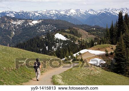 Hiker on Hurricane Ridge Trail - Olympic National Park, Washington View Large Photo Image Stock Image - Hiker on Hurricane Ridge Trail - Olympic National Park, Washington. Fotosearch