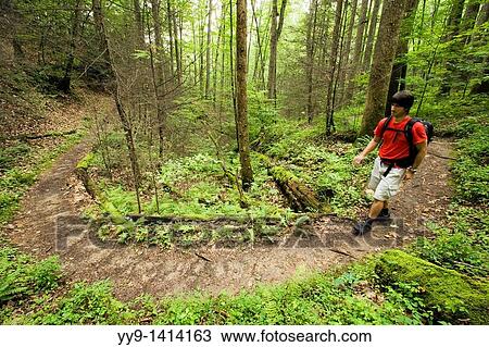 Stock Image - Hiker on North Slope Trail - Pisgah National Forest, near Brevard, North Carolina, USA. Fotosearch