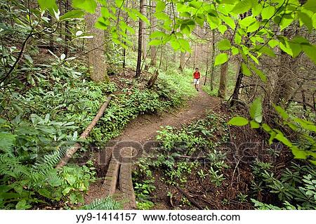 Stock Photo - Hiker on North Slope Trail - Pisgah National Forest, near Brevard, North Carolina, USA. Fotosearch