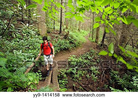 Hiker on North Slope Trail - Pisgah National Forest, near Brevard, North Carolina, USA View Large Photo Image Stock Photo - Hiker on North Slope Trail - Pisgah National Forest, near Brevard, North Carolina, USA. Fotosearch