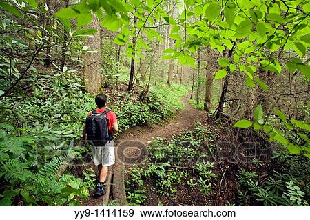 Stock Photo - Hiker on North Slope Trail - Pisgah National Forest, near Brevard, North Carolina, USA. Fotosearch