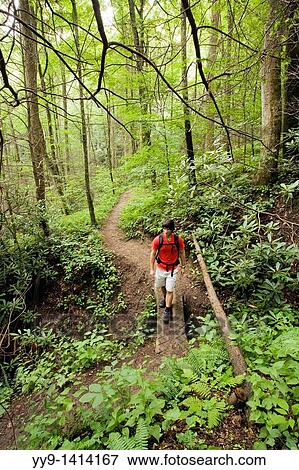 Stock Photo - Hiker on North Slope Trail - Pisgah National Forest, near Brevard, North Carolina, USA. Fotosearch