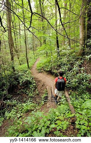 Stock Photograph - Hiker on North Slope Trail - Pisgah National Forest, near Brevard, North Carolina, USA. Fotosearch