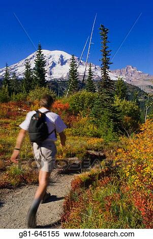 Stock Photography - Hiker on the Bench and Snow Lakes Trail, Mount Rainier National Park, Washington, USA. Fotosearch