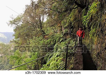 Stock Photo - hiker on the path along the levada aqueduct of Green Cauldron Caldeirao Verde, Madeira island, Atlantic Ocean, Portugal. Fotosearch