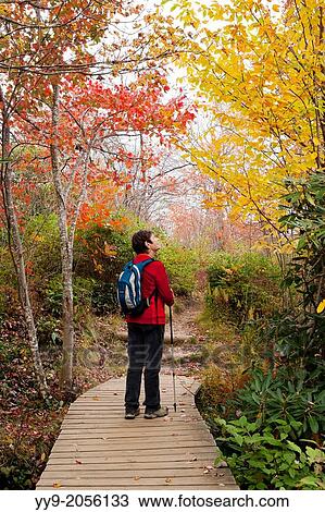 Hiker on trail in Graveyard Fields - Blue Ridge Parkway - near Asheville, North Carolina. View Large Photo Image Stock Image - Hiker on trail in Graveyard Fields - Blue Ridge Parkway - near Asheville, North Carolina.. Fotosearch