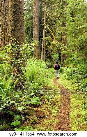 Hiker on trail in Rockport State Park, Washington View Large Photo Image Picture - Hiker on trail in Rockport State Park, Washington. Fotosearch
