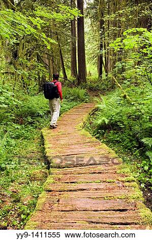 Stock Photography - Hiker on trail through old growth forest - Rockport State Park, Washington. Fotosearch