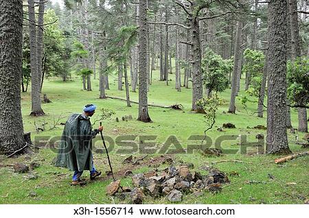Picture - hikers in Atlas cedar forest, near Azrou, Middle Atlas, Morocco, North Africa. Fotosearch