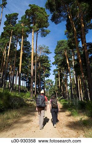 Hikers in the pine forest Pinus sylvestris of Hoyocasero, declarated as Protected Landscape, and located in the Alberche Valley, near Gredos mountains Hoyocasero,? vila province Spain View Large Photo Image Stock Photo - Hikers in the pine forest Pinus sylvestris of Hoyocasero, declarated as Protected Landscape, and located in the Alberche Valley, near Gredos mountains Hoyocasero,? vila province Spain. Fotosearch