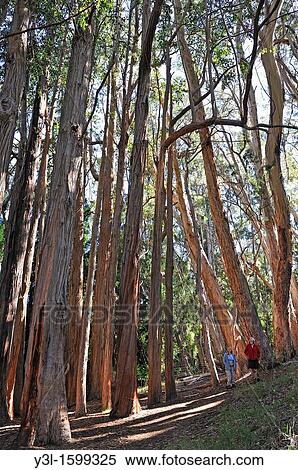 Stock Photography - Hikers looking at the Eucalyptus trees in rainforest Eucalyptus sp, Haleakala National Park, Maui Island, Hawaii Islands, USA. Fotosearch