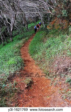 Hikers on path in forest, Waimea canyon, Kauai Island, Hawaii Islands, USA View Large Photo Image Stock Photo - Hikers on path in forest, Waimea canyon, Kauai Island, Hawaii Islands, USA. Fotosearch