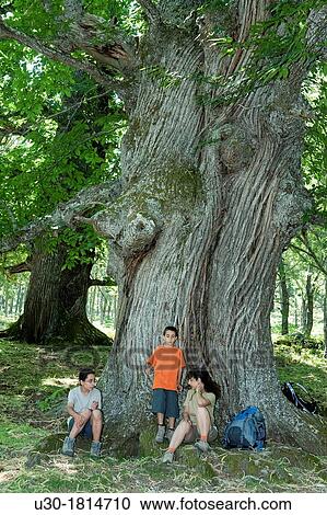Stock Image - Hikers resting in the chestnut grove of El Tiemblo, in Iruelas Valley Natural Park? vila province Castilla y Le? n Spain. Fotosearch
