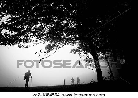 Picture - Hikers walking in misty forest path Montseny Natural Park Barcelona Catalonia Spain. Fotosearch