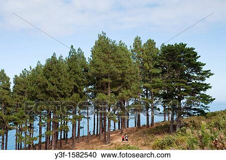 Stock Image - Hikers walking through a pine forest on the slopes of Lion's Head Table Mountain in Cape Town, South Africa. Fotosearch