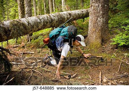 Hiking and climbing in Glacier Peak Wilderness. Washington USA. Navigating the many obtsacles in the forest underbrush on the way to the mountain. View Large Photo Image Stock Photography - Hiking and climbing in Glacier Peak Wilderness. Washington USA. Navigating the many obtsacles in the forest underbrush on the way to the mountain.. Fotosearch