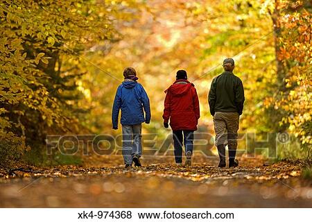 Stock Photo - Hiking in autumn in Adirondack Mountains of Upstate New York, USA - Shows American Larch Trees (Larix laricina) in autumn. Fotosearch