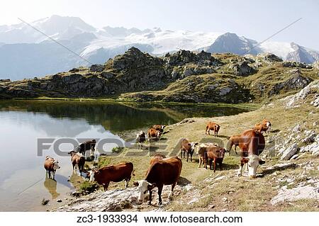 Hiking on the plateau of Emparis, Massif de l? Oisans, near the natural park of les Ecrins, Is? re, Rh? ne-Alpes, France. View Large Photo Image Picture - Hiking on the plateau of Emparis, Massif de l? Oisans, near the natural park of les Ecrins, Is? re, Rh? ne-Alpes, France.. Fotosearch
