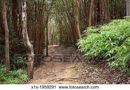 Hiking trail through tropic forests in Maui. View Large Photo Image Stock Image - Hiking trail through tropic forests in Maui.. Fotosearch