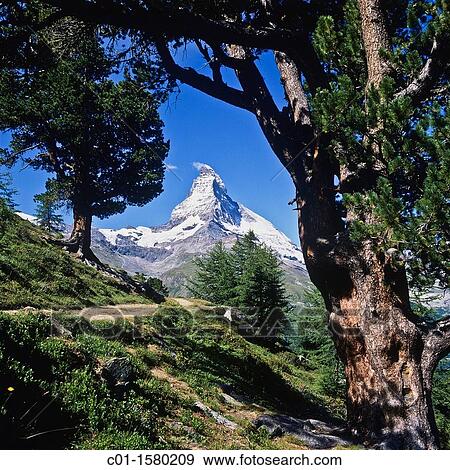 Hiking trail with Arolla pine trees and Matterhorn, Zermatt, canton Valais, Switzerland View Large Photo Image Stock Photo - Hiking trail with Arolla pine trees and Matterhorn, Zermatt, canton Valais, Switzerland. Fotosearch