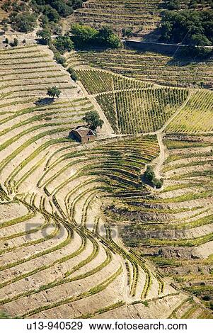 Hill, Douro river valley, Pinheiro, Portugal View Large Photo Image Stock Photo - Hill, Douro river valley, Pinheiro, Portugal. Fotosearch