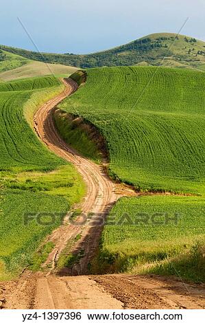 Hills and a summer road in the Palouse farming area of eastern Washington State, USA View Large Photo Image Stock Photograph - Hills and a summer road in the Palouse farming area of eastern Washington State, USA. Fotosearch