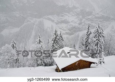 Hillside cabin in snow, Gimmelwald, Bernese Oberland, Switzerland View Large Photo Image Stock Photo - Hillside cabin in snow, Gimmelwald, Bernese Oberland, Switzerland. Fotosearch